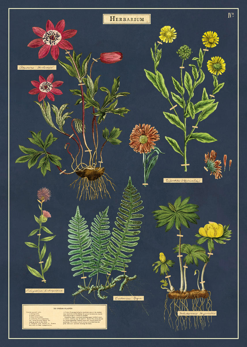 Cavallini Art Posters - various designs