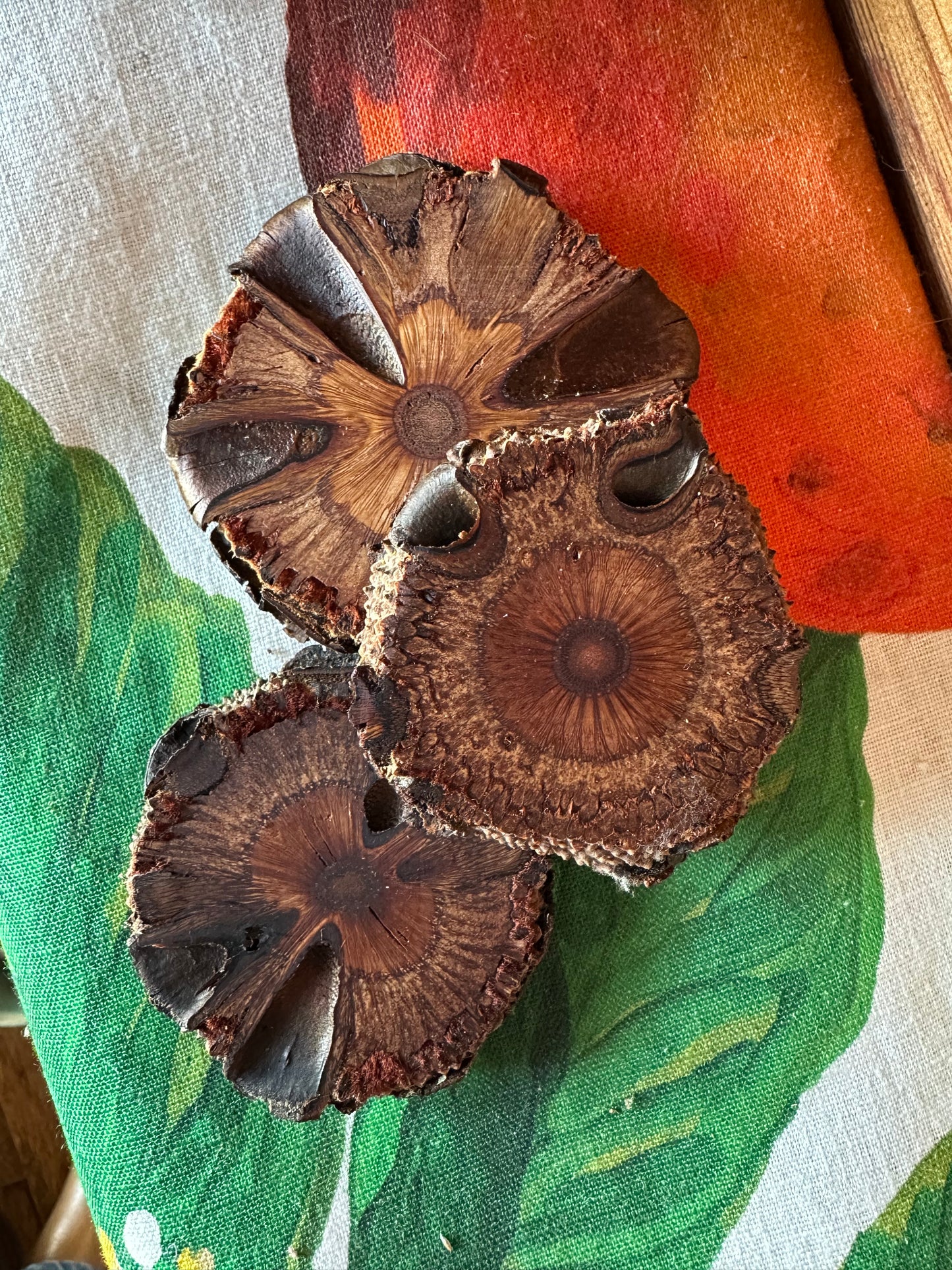 Banksia Coaster