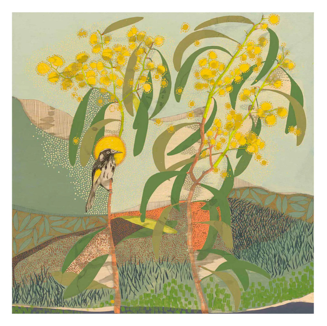 Dana Kinter limited edition print - “locations of memory, new holland honeyeater and wattle”