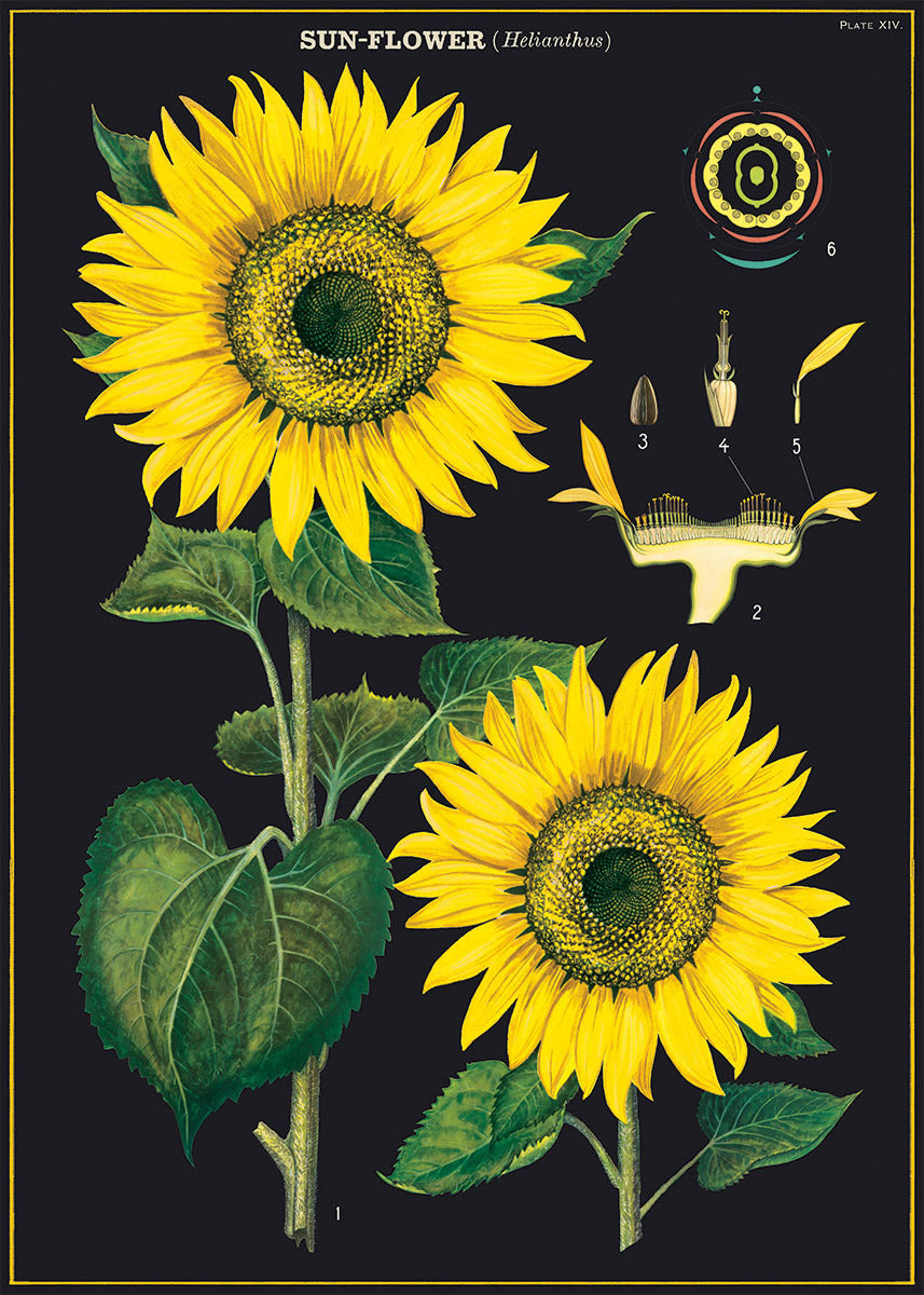 Cavallini Art Posters - various designs