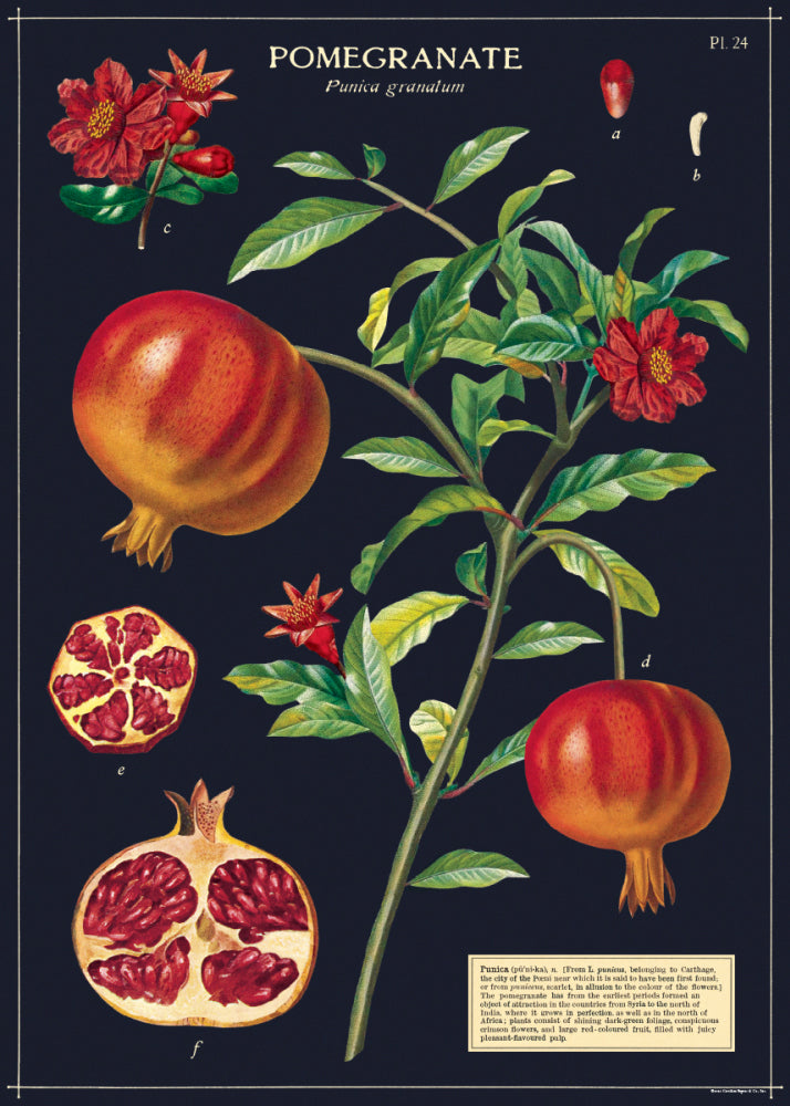 Cavallini Art Posters - various designs