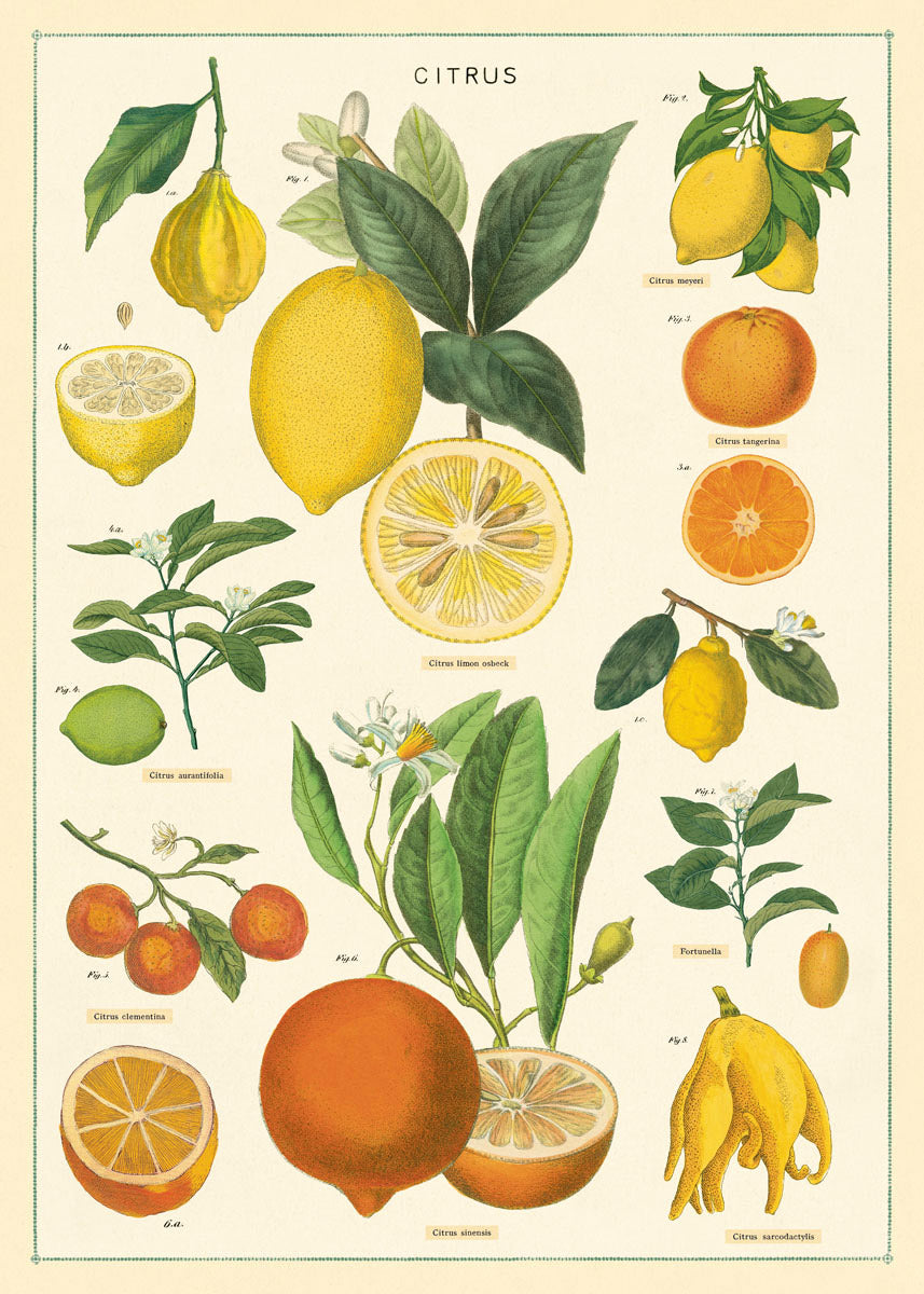 Cavallini Art Posters - various designs