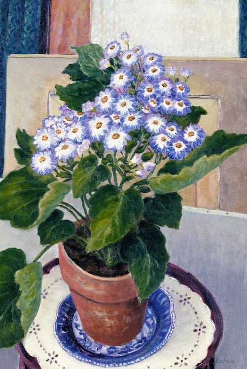 Lazybones Scented Sachet - Cineraria